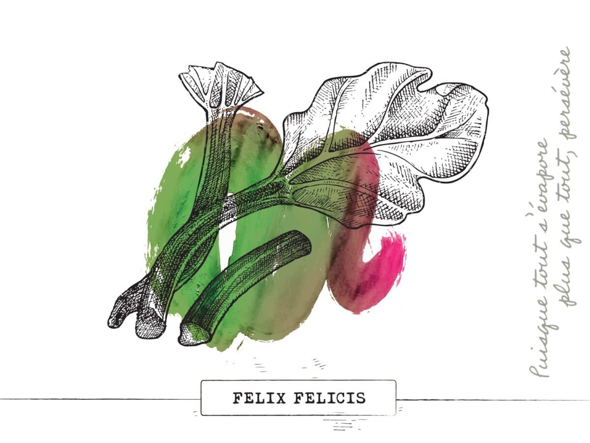 cropped-rhubarbe.jpg Felix Felicis BA - wheat ale rhubarbe – Image 1